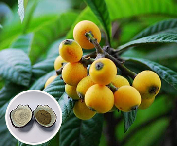 【新資源食品】枇杷葉提取物-科羅索酸新品上市