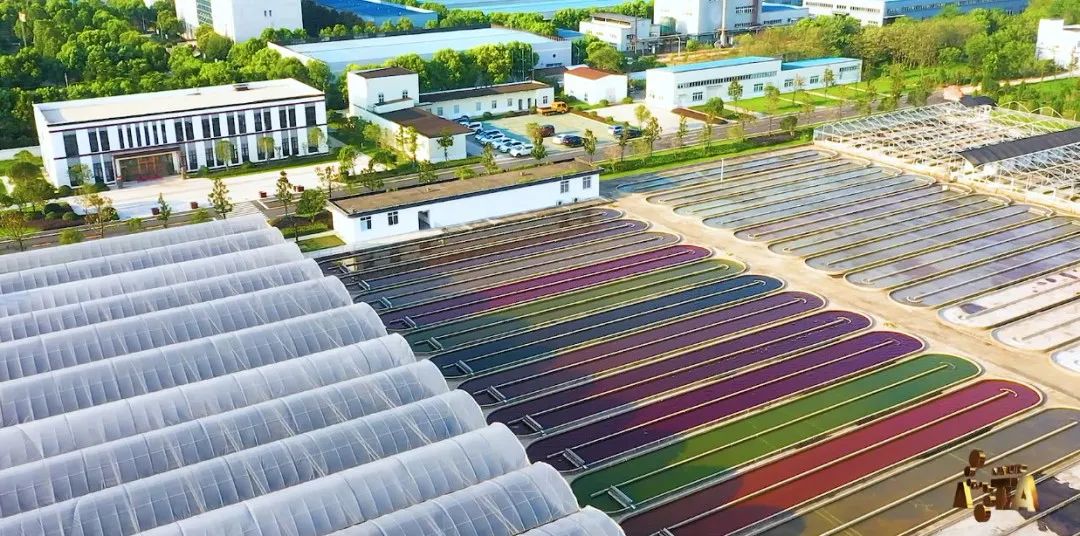 艾詩特蝦青素 艾詩特蝦青素