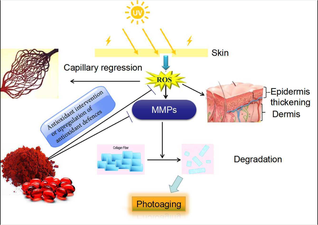 艾詩(shī)特蝦青素 艾詩(shī)特蝦青素