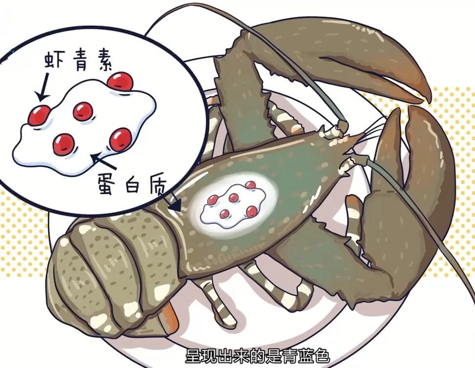 艾詩特蝦青素 艾詩特蝦青素