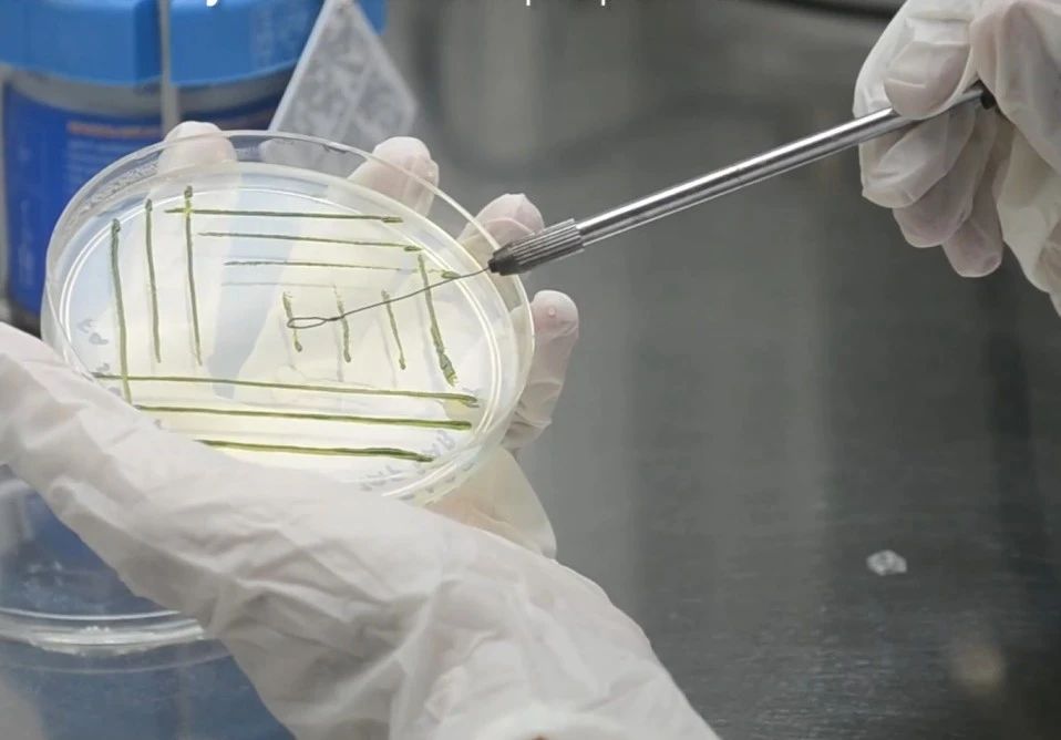 艾詩特蝦青素 艾詩特蝦青素