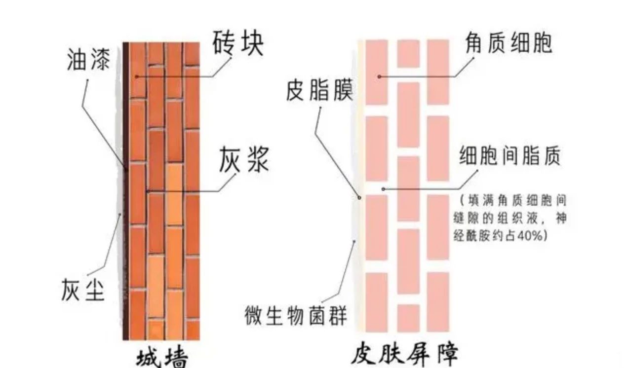 艾詩(shī)特蝦青素
