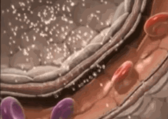 艾詩(shī)特蝦青素