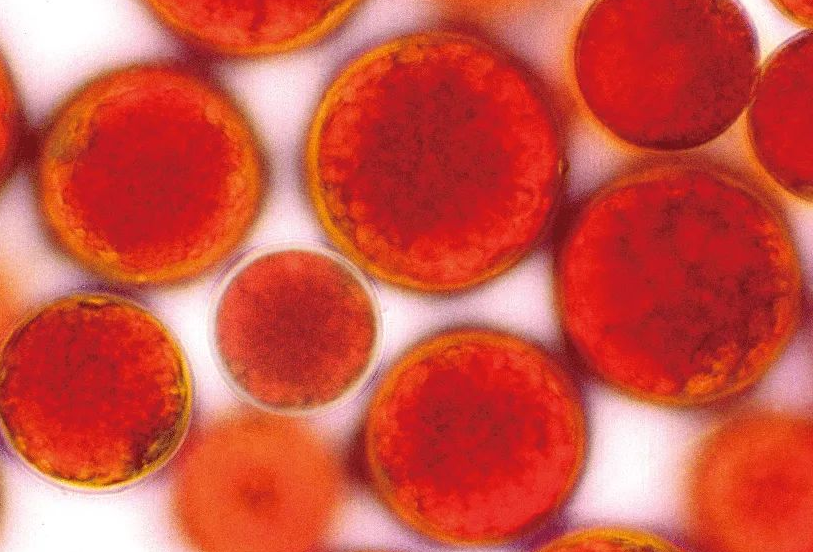 艾詩特蝦青素 艾詩特蝦青素