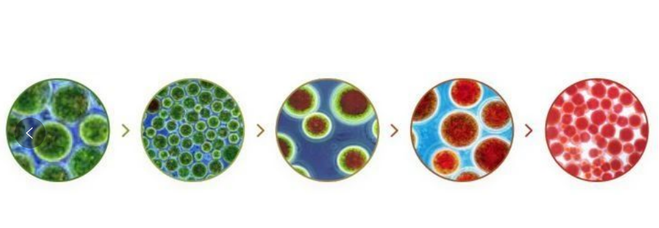 艾詩(shī)特蝦青素 艾詩(shī)特蝦青素