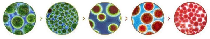 艾詩特蝦青素 艾詩特蝦青素