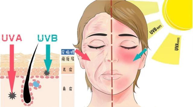 艾詩特蝦青素 艾詩特蝦青素