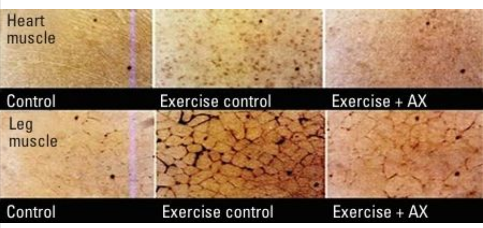 艾詩(shī)特蝦青素 艾詩(shī)特蝦青素
