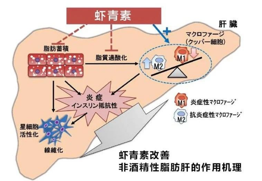艾詩特蝦青素 艾詩特蝦青素