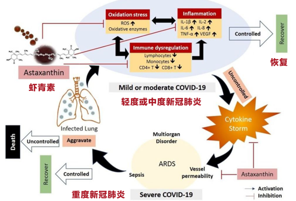 艾詩(shī)特蝦青素