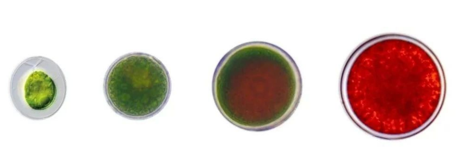 艾詩(shī)特蝦青素 艾詩(shī)特蝦青素