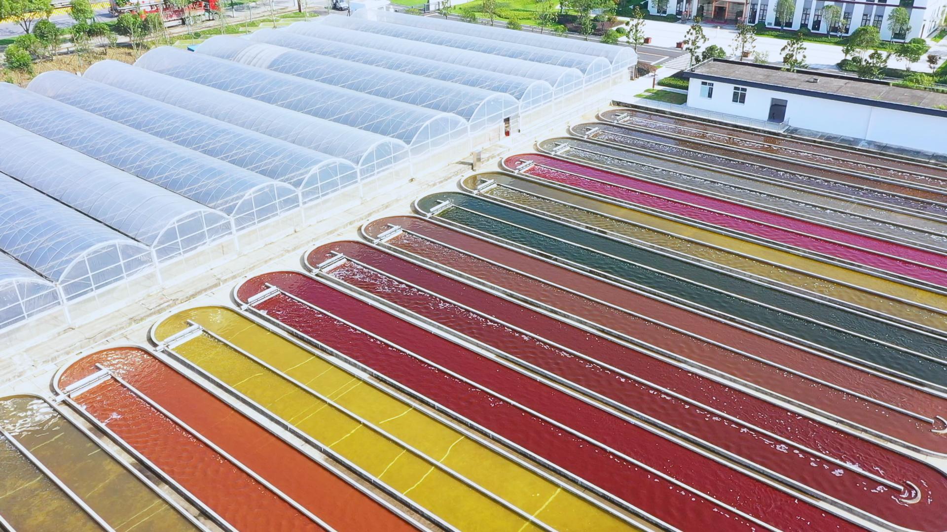 艾詩(shī)特蝦青素