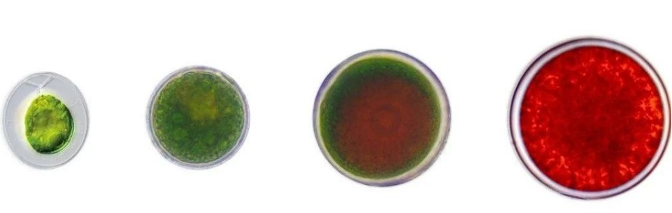 艾詩(shī)特蝦青素