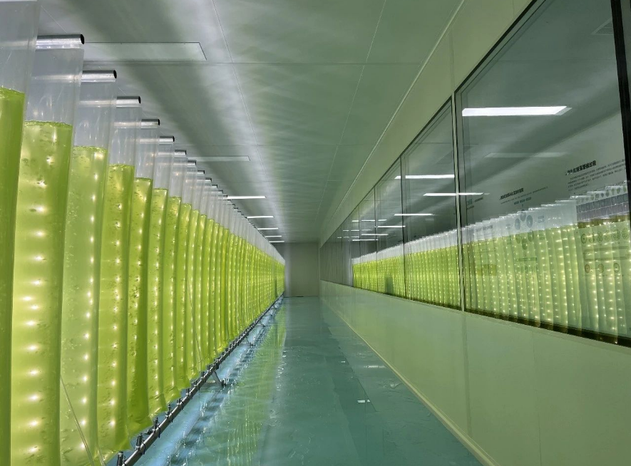 艾詩(shī)特蝦青素