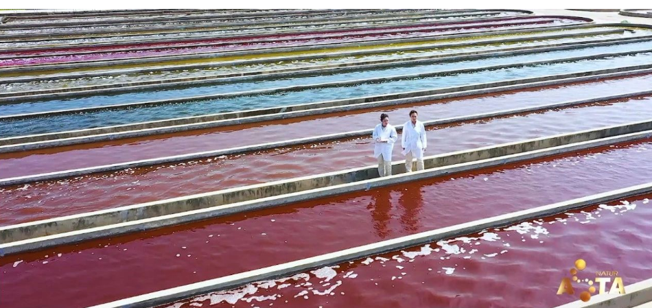 艾詩(shī)特蝦青素