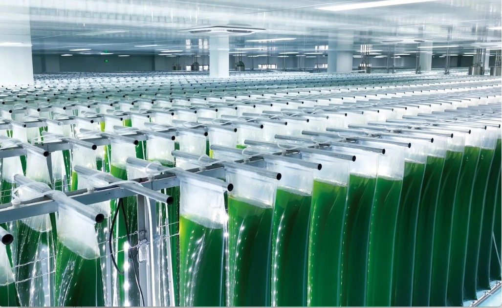 艾詩(shī)特蝦青素 艾詩(shī)特蝦青素