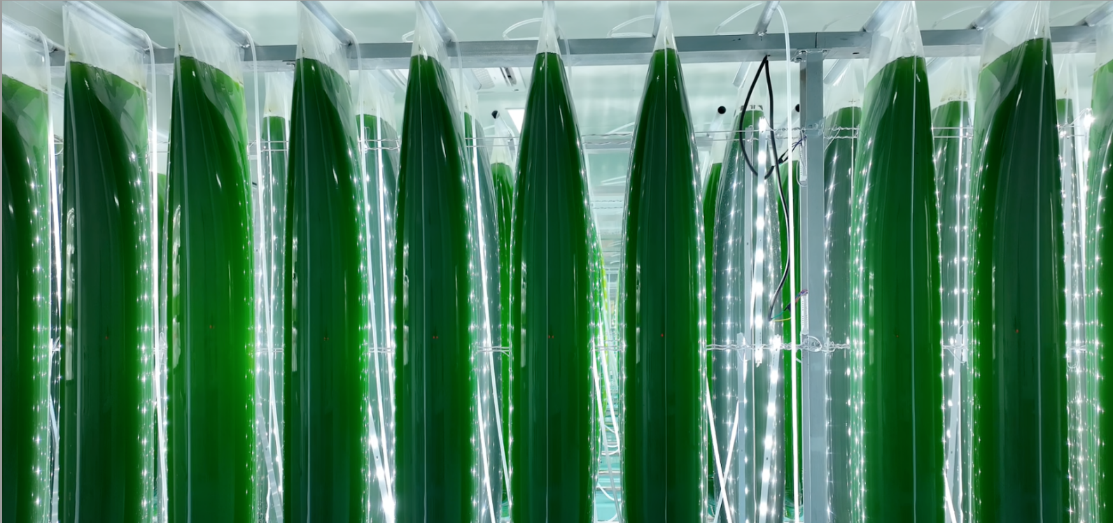 艾詩(shī)特蝦青素