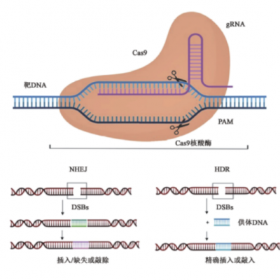 雨生紅球藻中基于CRISPR/Cas9 遺傳操作體系的建立及在提高生物量和蝦青素含量中的應(yīng)用技術(shù)研究