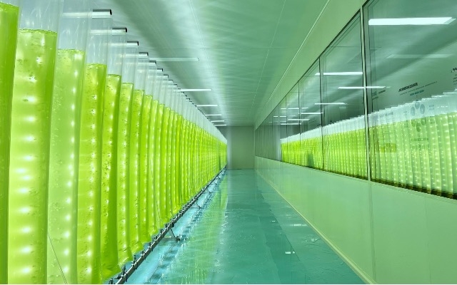 微藻養(yǎng)殖技術(shù)重大突破！我國實現(xiàn)全反式蝦青素量產(chǎn)升級