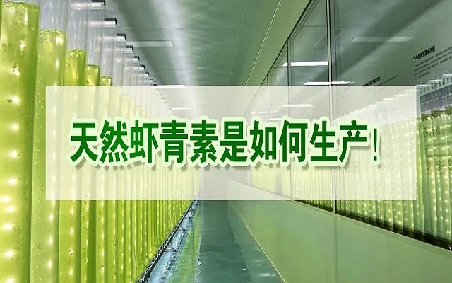 天然蝦青素是如何生產(chǎn)？走進(jìn)源頭工廠看一看！